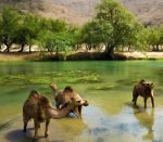 Jewels of Salalah - Image 4