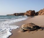 Muscat, wadi Shab, Ras Al Jins - Image 8